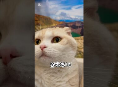 猫がお釜へ#苏格兰折耳猫 #cat #宮城#スコティッシュフォールド