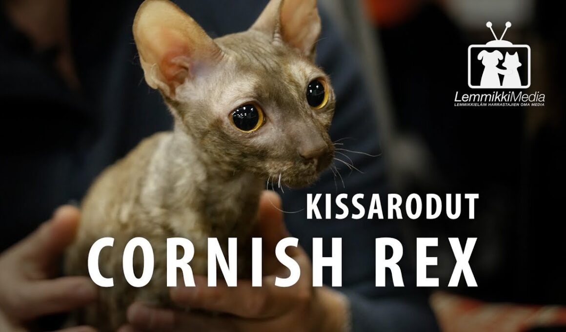 Kissat: CORNISH REX -rotuesittely