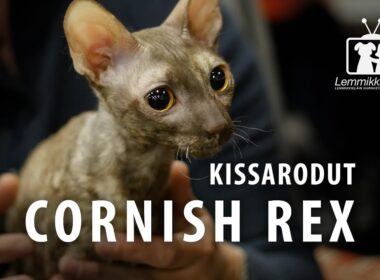Kissat: CORNISH REX -rotuesittely