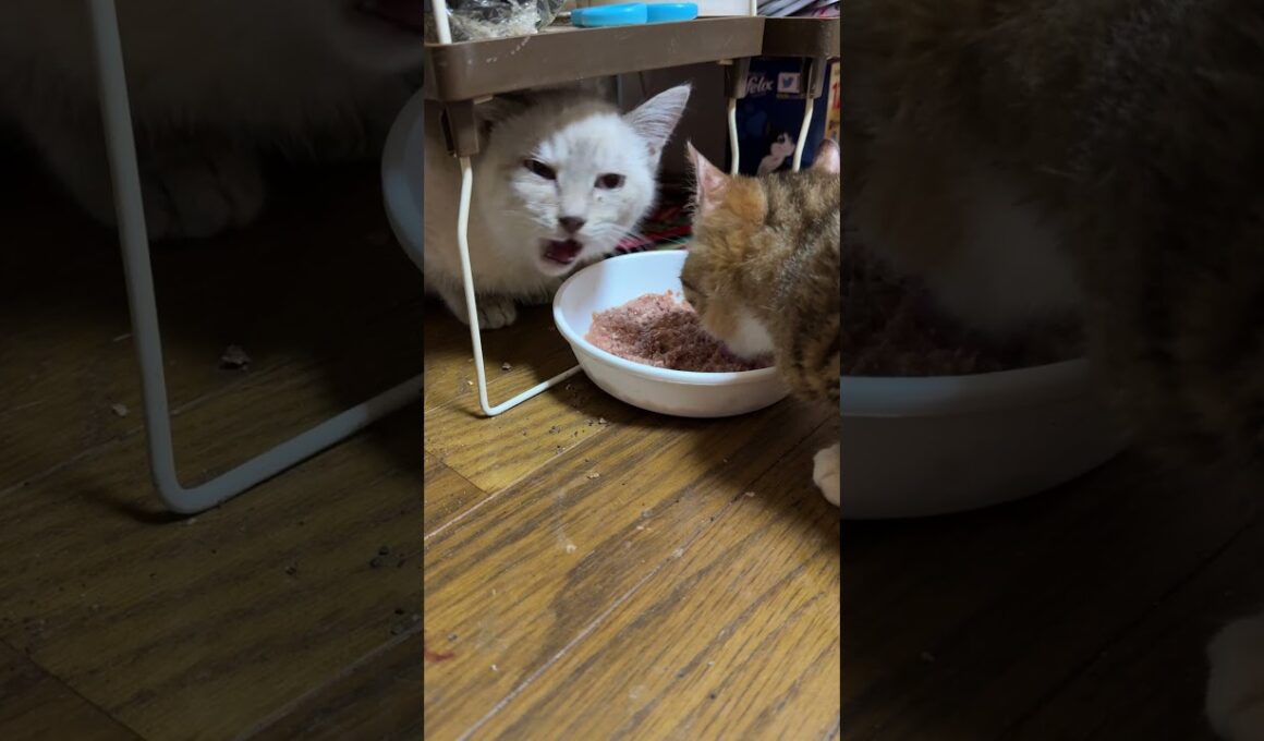 肺炎のキジシロ子ネコ来夢とシャムの子ネコ雫ちゃん。一緒に食事。食いしん坊の黒猫くー、食事を狙わず、我慢。気遣う