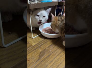 肺炎のキジシロ子ネコ来夢とシャムの子ネコ雫ちゃん。一緒に食事。食いしん坊の黒猫くー、食事を狙わず、我慢。気遣う