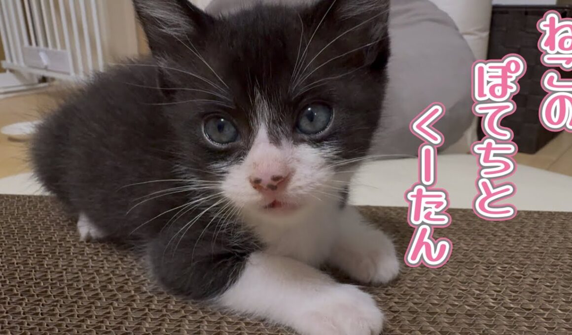 【保護猫】生後1ヶ月の子猫が新ワザを見せてくれました...