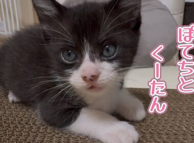 【保護猫】生後1ヶ月の子猫が新ワザを見せてくれました...