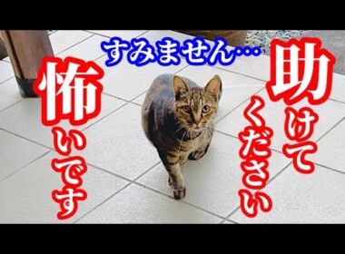 キジトラ猫が恐怖におののいていました！その驚愕の理由とは…