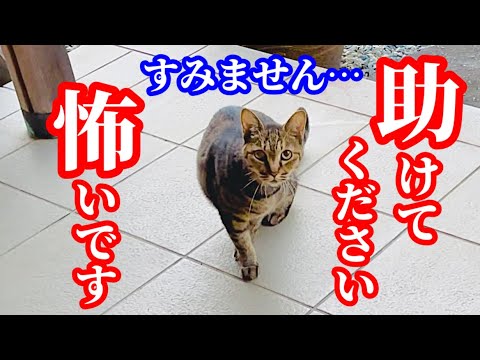 キジトラ猫が恐怖におののいていました！その驚愕の理由とは…