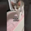不思議なご縁で3匹家族が集まりました🐱 #shorts  #子猫動画 #保護子猫