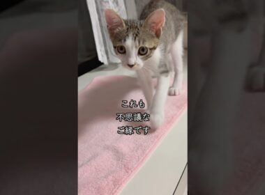 不思議なご縁で3匹家族が集まりました🐱 #shorts  #子猫動画 #保護子猫