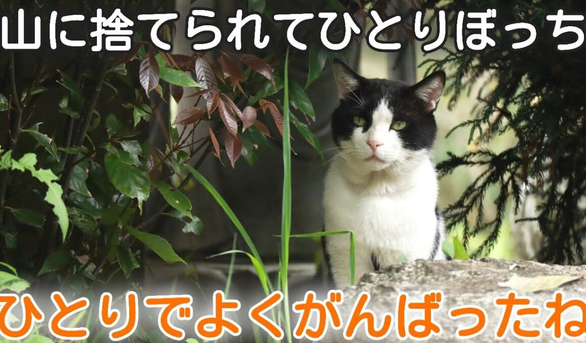 【捨て猫から家猫へ】冬山に突然捨てられひとりで生き延びた炎ちゃん　本当によくがんばったね