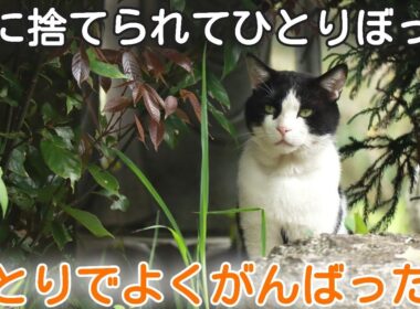 【捨て猫から家猫へ】冬山に突然捨てられひとりで生き延びた炎ちゃん　本当によくがんばったね
