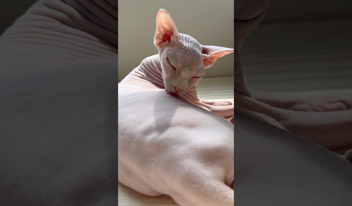 毛のない猫の毛繕い【スフィンクス】