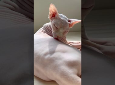 毛のない猫の毛繕い【スフィンクス】