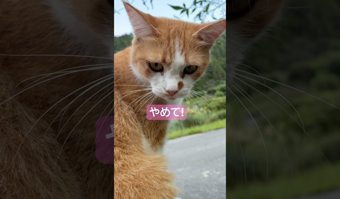 山奥の猫と老人…こんな平和な夕方はお嫌いでしたか？ #Shorts