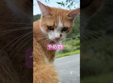 山奥の猫と老人…こんな平和な夕方はお嫌いでしたか？ #Shorts