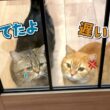 帰りが遅くなったらお腹を空かせた愛猫が怒って待っていました！