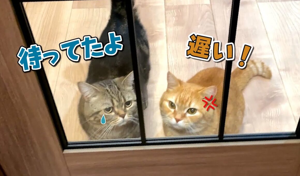 帰りが遅くなったらお腹を空かせた愛猫が怒って待っていました！