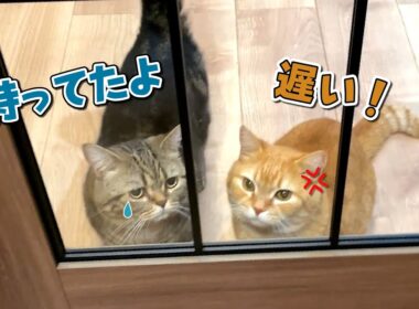 帰りが遅くなったらお腹を空かせた愛猫が怒って待っていました！
