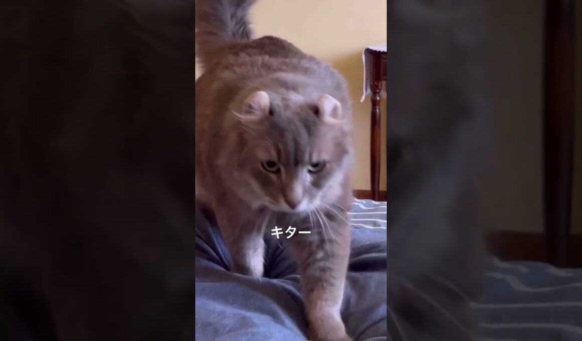 猫動画 #shorts かまってちゃん #アメリカンカール