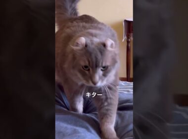 猫動画 #shorts かまってちゃん #アメリカンカール