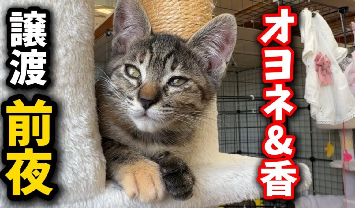 子猫の譲渡前夜サヨナラ生配信