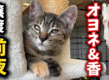 子猫の譲渡前夜サヨナラ生配信