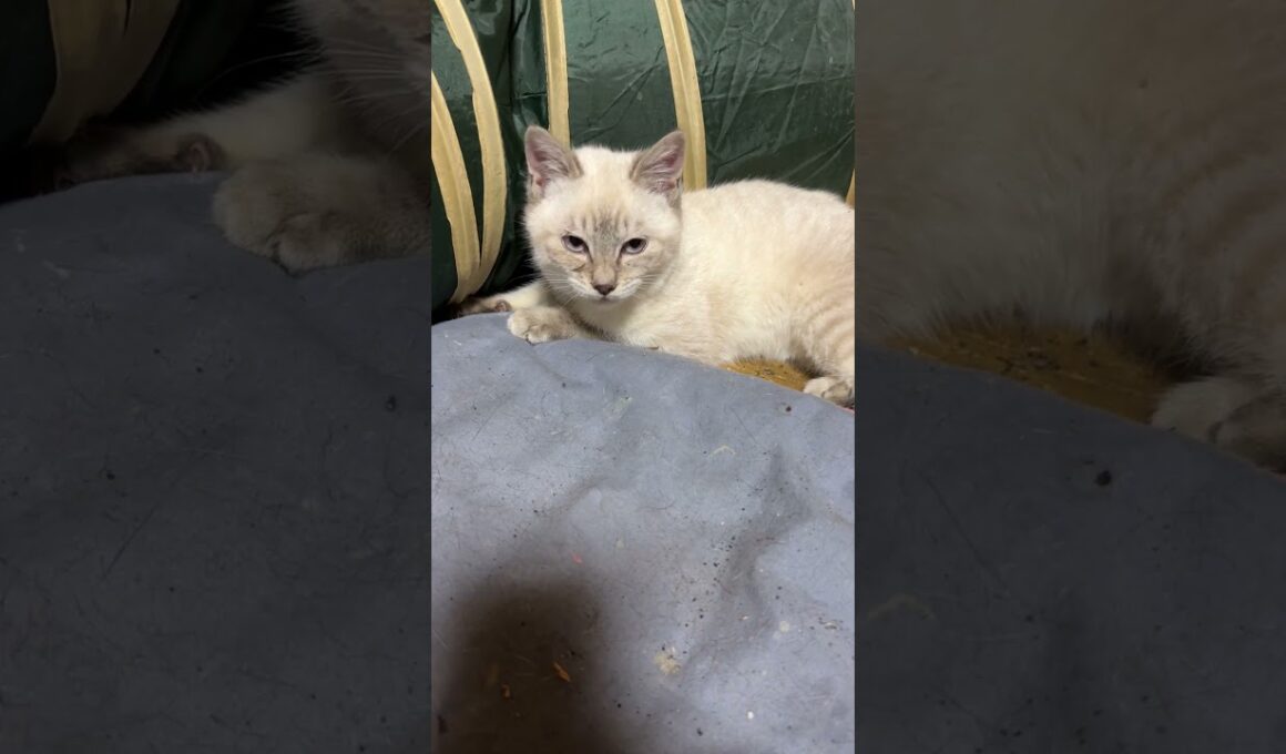 キジシロのルル「シャムの子ネコ雫、黒猫の子ネコ黒夢、じゃれあってるね。元気があれば、ニャンでも、できる」