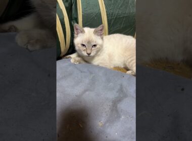 キジシロのルル「シャムの子ネコ雫、黒猫の子ネコ黒夢、じゃれあってるね。元気があれば、ニャンでも、できる」