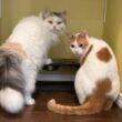 【ルーティン】猫の１日の生活に密着したらこんなことになってました【関西弁でしゃべる猫】【猫アテレコ】