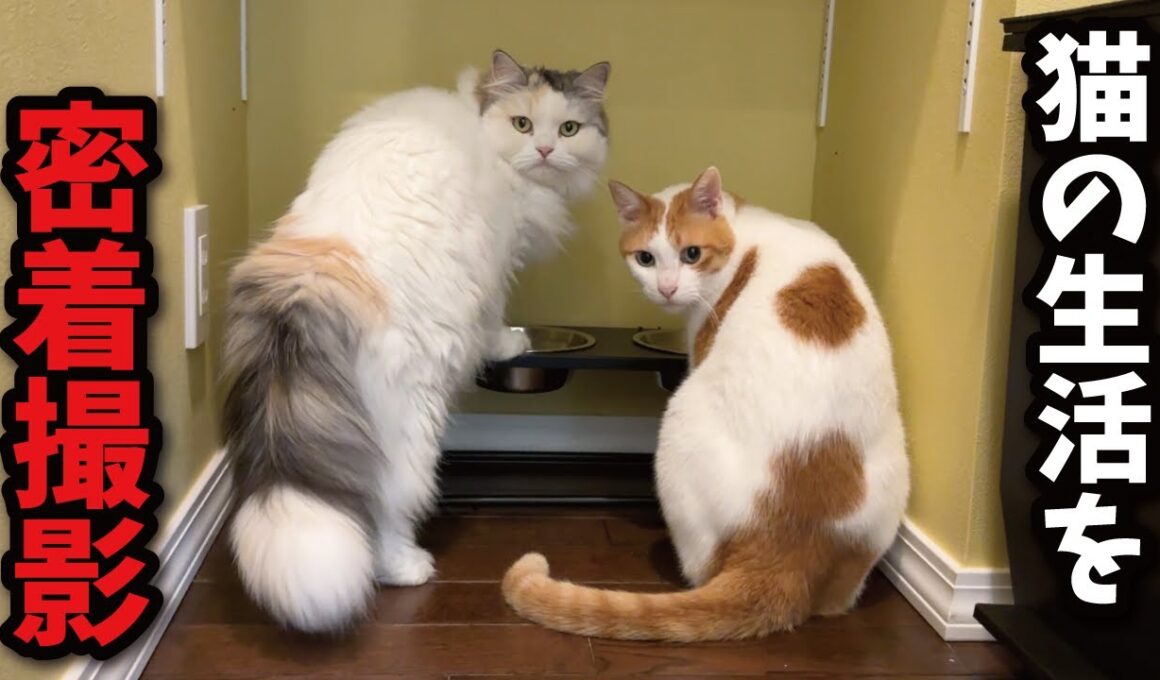 【ルーティン】猫の１日の生活に密着したらこんなことになってました【関西弁でしゃべる猫】【猫アテレコ】