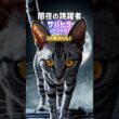 長生きする猫5選😾🍵シャム•バリニーズ•アビシニアン•メインクーン•サバトラ
