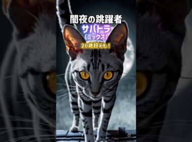 長生きする猫5選😾🍵シャム•バリニーズ•アビシニアン•メインクーン•サバトラ
