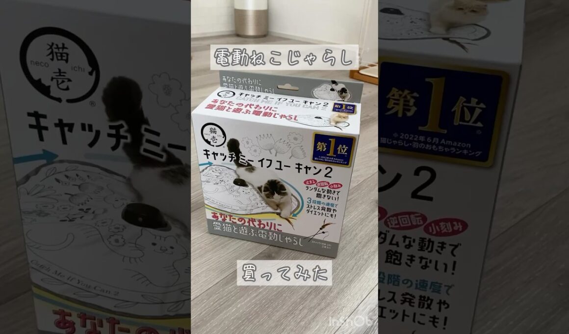 【猫壱】電動ねこじゃらしをプレゼントしたら… #黒猫 #ボンベイ #子猫 #cat #bombay #猫のいる暮らし #猫好きさんと繋がりたい #ねこ #ねこ動画 #おもちゃ #かわいい #癒やし
