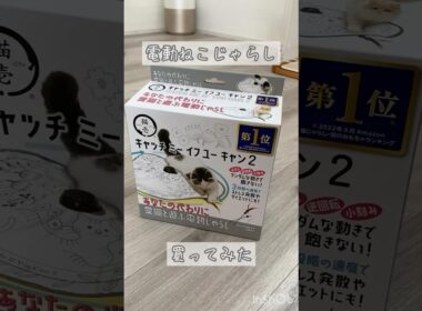 【猫壱】電動ねこじゃらしをプレゼントしたら… #黒猫 #ボンベイ #子猫 #cat #bombay #猫のいる暮らし #猫好きさんと繋がりたい #ねこ #ねこ動画 #おもちゃ #かわいい #癒やし