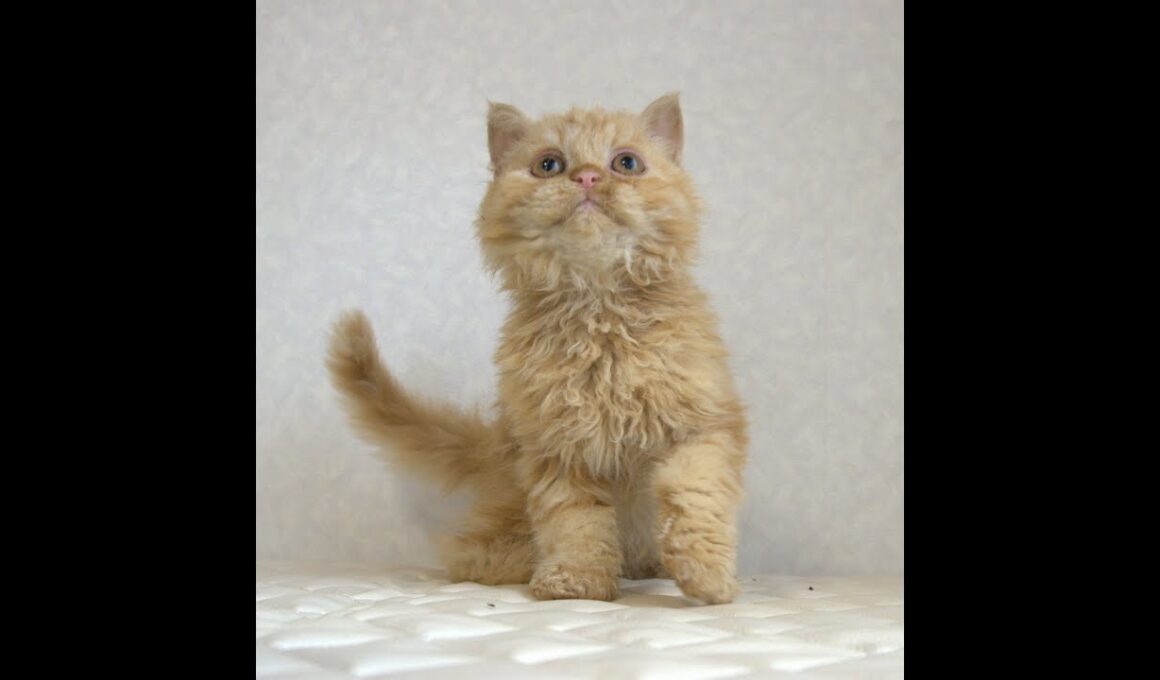 セルカークレックス子猫　Selkirk Rex　2025.5.28産まれ　レッドタビー　巻き毛　セミロング　男の子　シーダキャット猫のお店