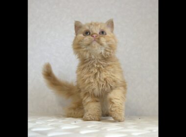 セルカークレックス子猫　Selkirk Rex　2025.5.28産まれ　レッドタビー　巻き毛　セミロング　男の子　シーダキャット猫のお店
