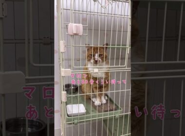 あと30分が待てない！ごはん大好きな保護にゃんこ【三崎動物保護センターの日常】#shorts　#猫のいる暮らし 　#cat