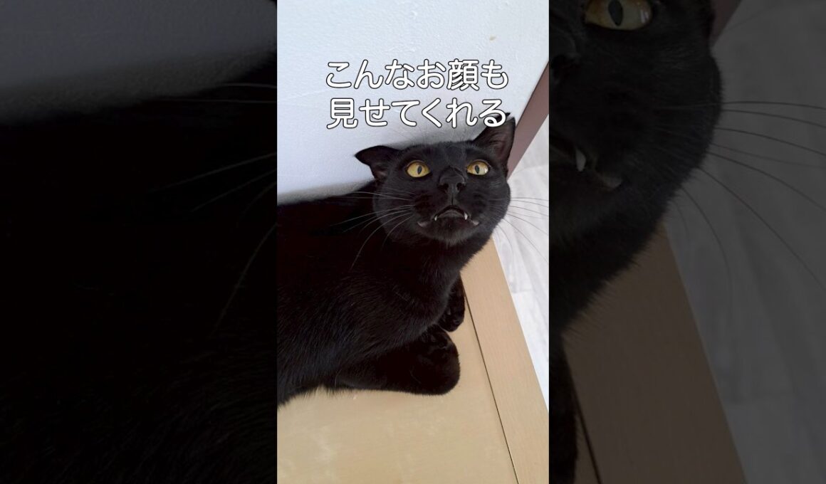 【保護猫ひろば】かわいい黒猫紹介シリーズ【ラブハピ】#shorts