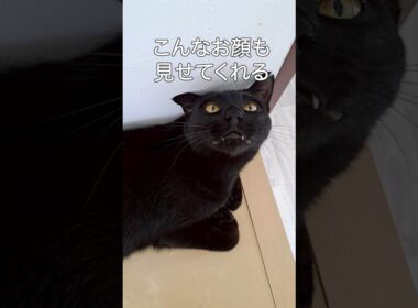 【保護猫ひろば】かわいい黒猫紹介シリーズ【ラブハピ】#shorts