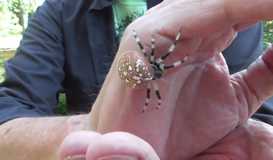 Big Shamrock Spider From Today's Hunt!
