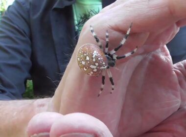Big Shamrock Spider From Today's Hunt!