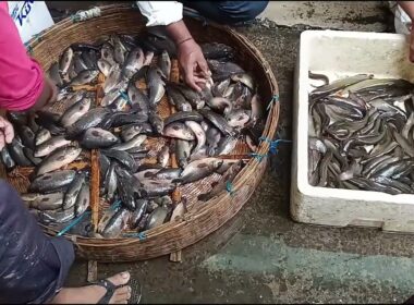 Machhali Mandi || Fish Market In Mumbai || Singhi Fish || Singhi Machli | Fish Market Latest Videos