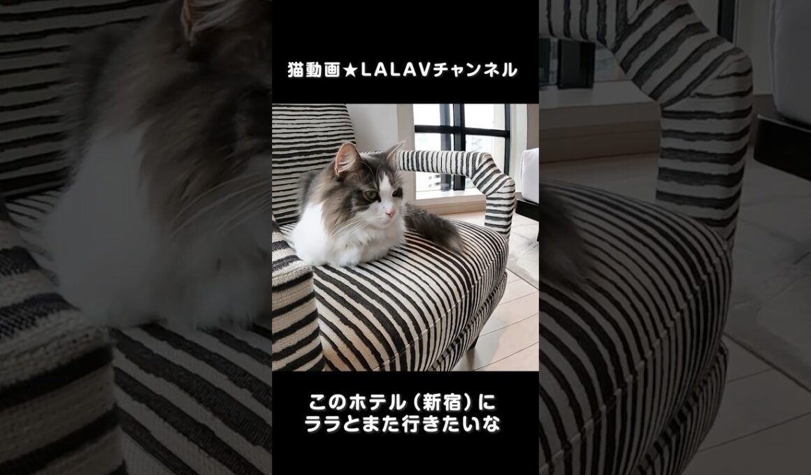 ホテルのチェアが似合う猫