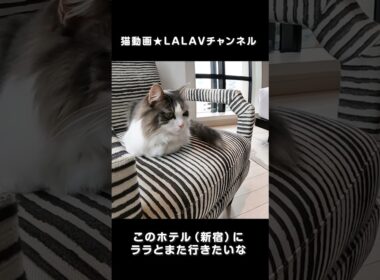 ホテルのチェアが似合う猫