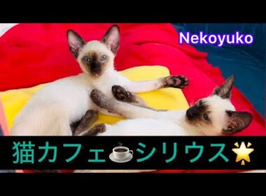 Siamese kittens 猫カフェ☕シリウス復活！初めまして。