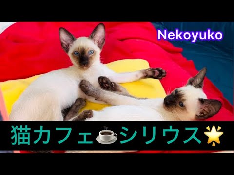Siamese kittens 猫カフェ☕シリウス復活！初めまして。