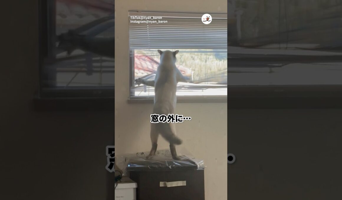 荒ぶるには理由がある｜PECO