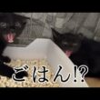 ご飯の誘惑に耐えられなかった保護子猫