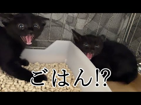 ご飯の誘惑に耐えられなかった保護子猫