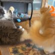【ヤンチャ！】挑発してくる末っ子をこらしめる、ちょい怖お兄ちゃんwwwノルウェージャンフォレストとターキッシュアンゴラ