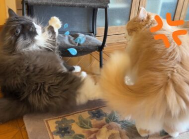 【ヤンチャ！】挑発してくる末っ子をこらしめる、ちょい怖お兄ちゃんwwwノルウェージャンフォレストとターキッシュアンゴラ
