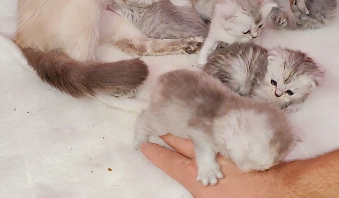 Unbelievable 17 days old ragdoll kittens start to play with me